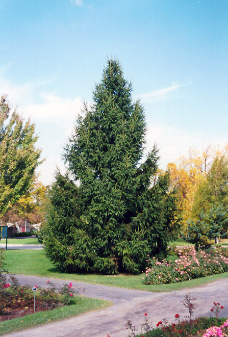 Norway Spruce (Picea abies) at Everett's Gardens