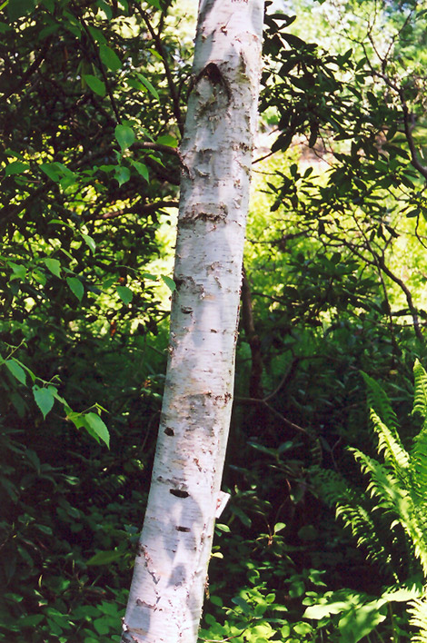 Whitespire Birch (Betula populifolia 'Whitespire') at Everett's Gardens