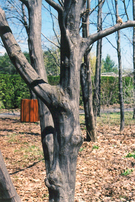American Hornbeam (Carpinus caroliniana) at Everett's Gardens