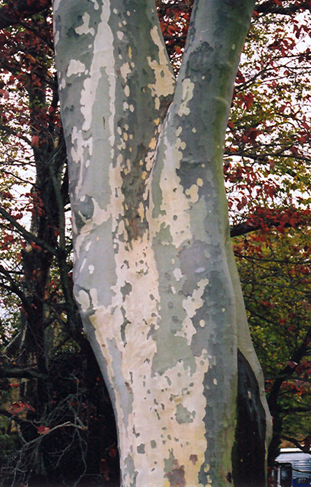 London Planetree (Platanus x acerifolia) at Everett's Gardens