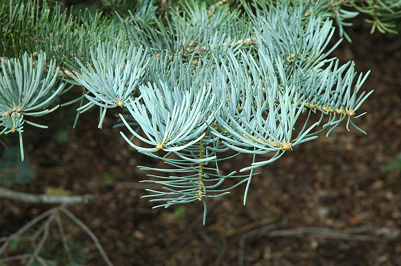 White Fir (Abies concolor) at Everett's Gardens