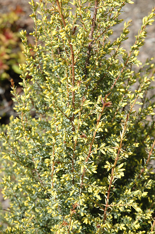 Gold Cone Juniper (Juniperus communis 'Gold Cone') at Everett's Gardens