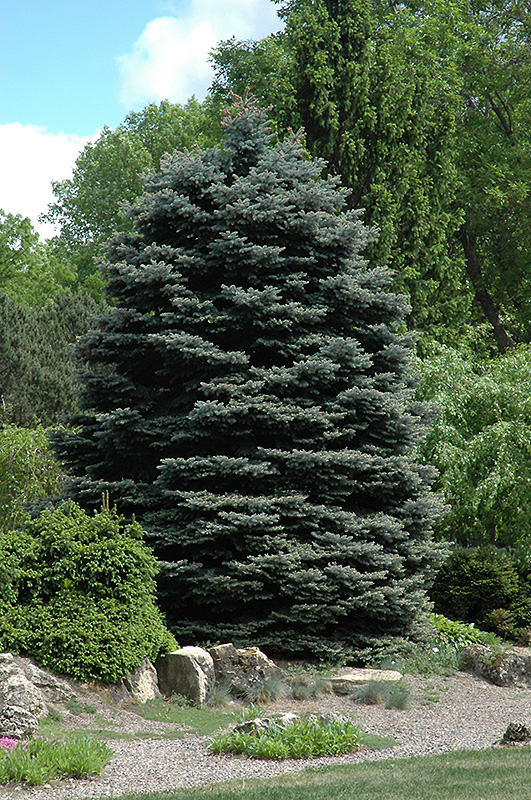Fat Albert Blue Spruce (Picea pungens 'Fat Albert') at Everett's Gardens