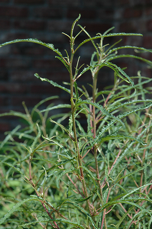 Fine Line Fern Leaf Buckthorn (Rhamnus frangula 'Ron Williams') at Everett's Gardens
