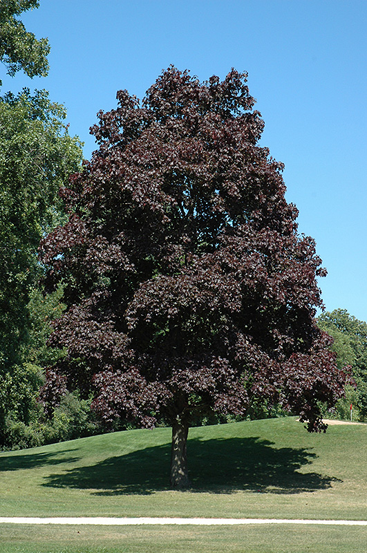 Crimson King Norway Maple (Acer platanoides 'Crimson King') at Everett's Gardens