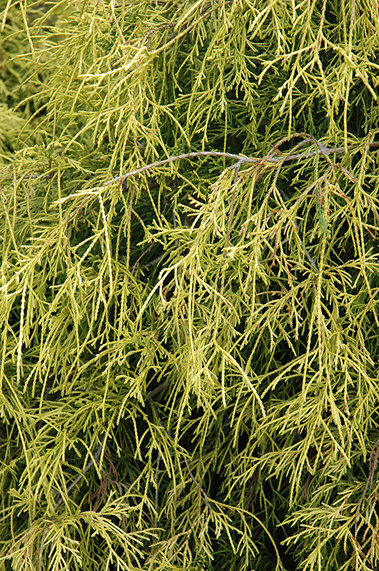 Sungold Falsecypress (Chamaecyparis pisifera 'Sungold') at Everett's Gardens