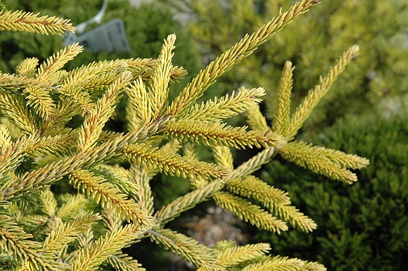 Skylands Golden Spruce (Picea orientalis 'Skylands') at Everett's Gardens