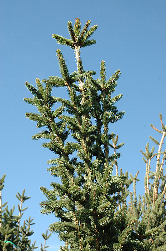 Columnar Norway Spruce (Picea abies 'Cupressina') at Everett's Gardens