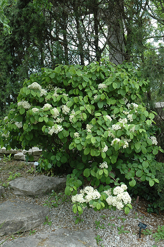 Newport Doublefile Viburnum (Viburnum plicatum 'Newzam') at Everett's Gardens