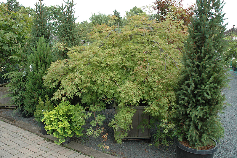 Green Cascade Maple (Acer japonicum 'Green Cascade') at Everett's Gardens