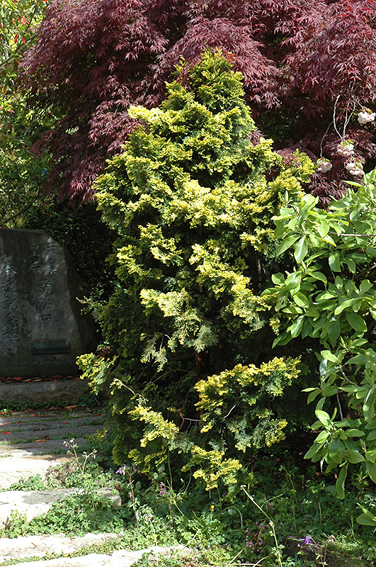 Verdon Dwarf Hinoki Falsecypress (Chamaecyparis obtusa 'Verdoni') at Everett's Gardens