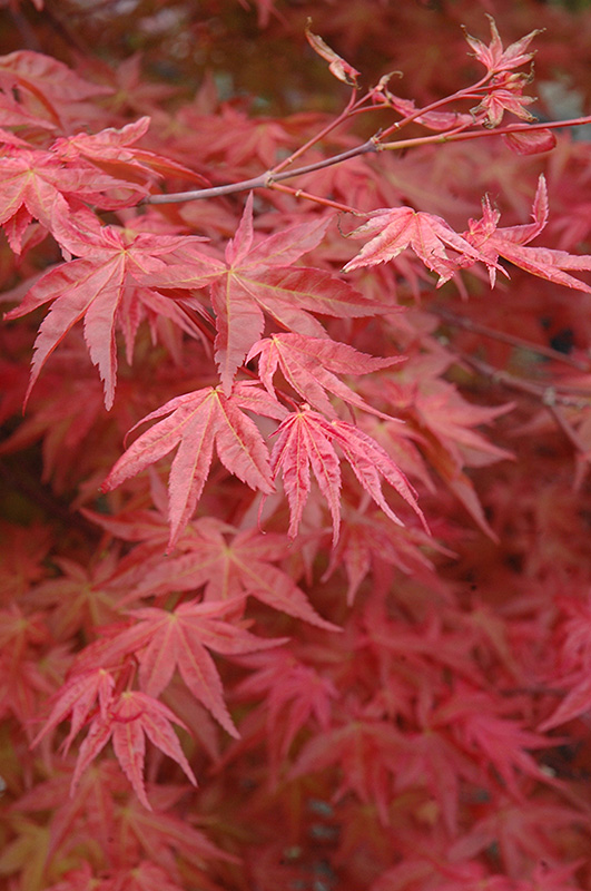Suminagashi Japanese Maple (Acer palmatum 'Suminagashi') at Everett's Gardens