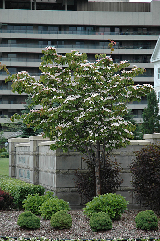 Flowering Dogwood (Cornus florida) at Everett's Gardens