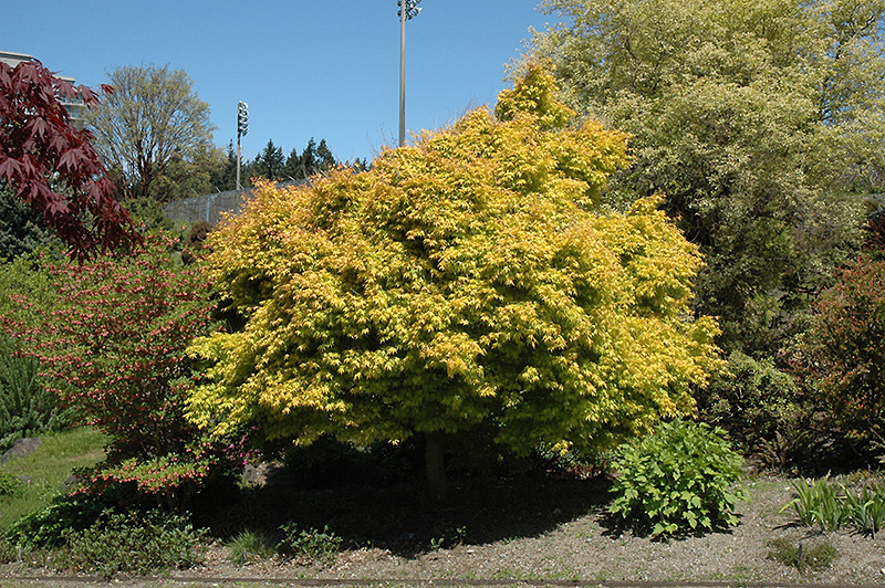 Katsura Japanese Maple (Acer palmatum 'Katsura') at Everett's Gardens