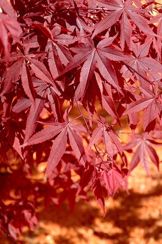 Yubae Japanese Maple (Acer palmatum 'Yubae') at Everett's Gardens