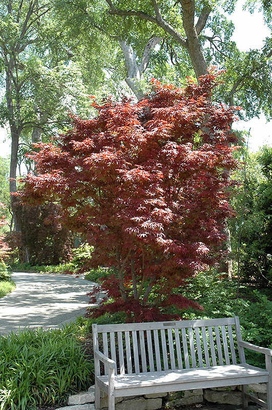 Pixie Japanese Maple (Acer palmatum 'Pixie') at Everett's Gardens