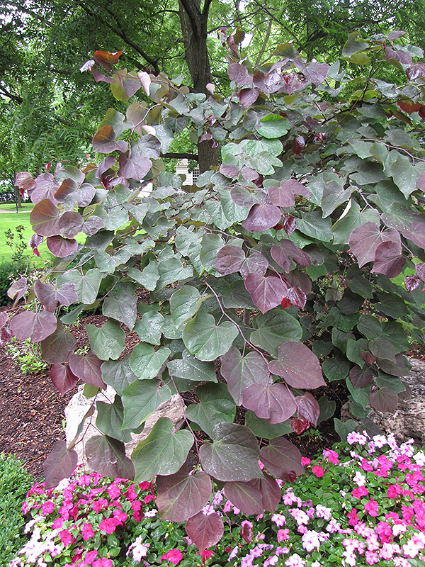 Forest Pansy Redbud (Cercis canadensis 'Forest Pansy') at Everett's Gardens