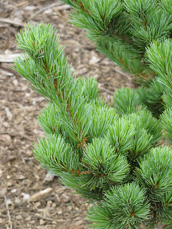 Aoi Japanese White Pine (Pinus parviflora 'Aoi') at Everett's Gardens