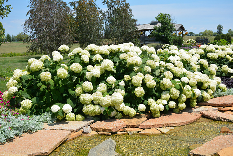 Incrediball Hydrangea (Hydrangea arborescens 'Abetwo') at Everett's Gardens