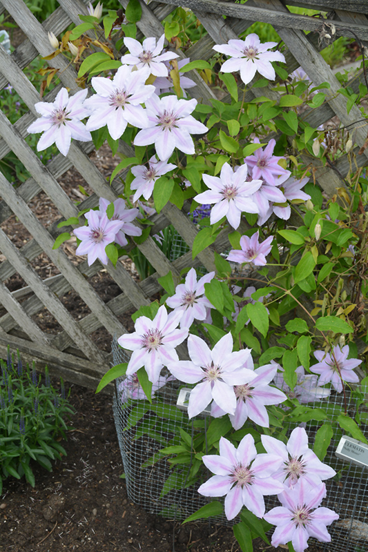 Nelly Moser Clematis (Clematis 'Nelly Moser') at Everett's Gardens