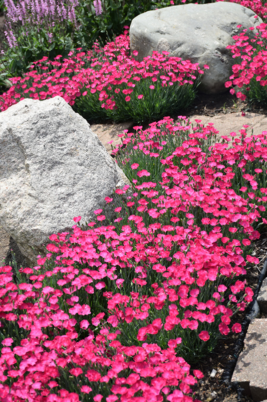 Paint The Town Magenta Pinks (Dianthus 'Paint The Town Magenta') at Everett's Gardens