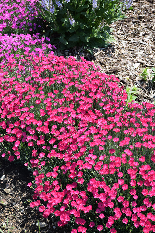Paint The Town Magenta Pinks (Dianthus 'Paint The Town Magenta') at Everett's Gardens