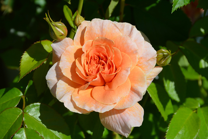 At Last Rose (Rosa 'HORCOGJIL') at Everett's Gardens
