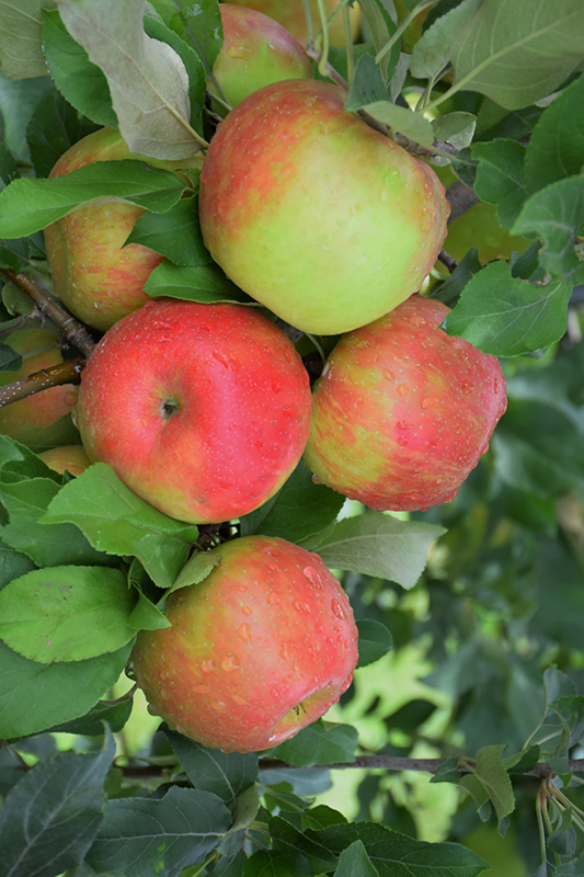 Honeycrisp Apple (Malus 'Honeycrisp') at Everett's Gardens