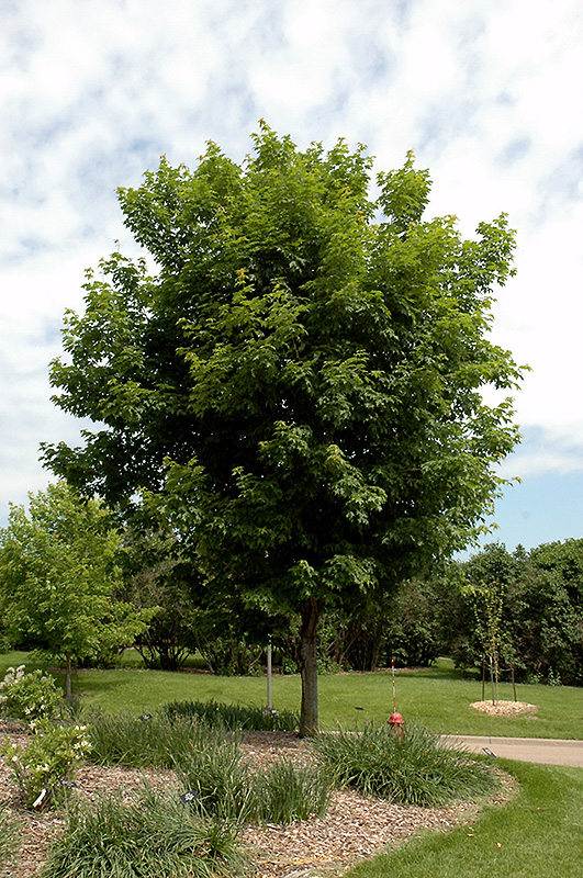 Sugar Maple (Acer saccharum) at Everett's Gardens