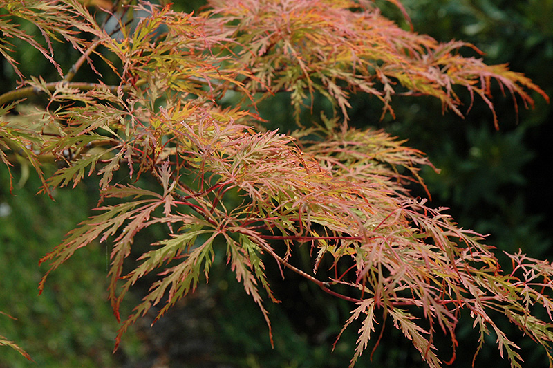Baldsmith Japanese Maple (Acer palmatum 'Baldsmith') at Everett's Gardens