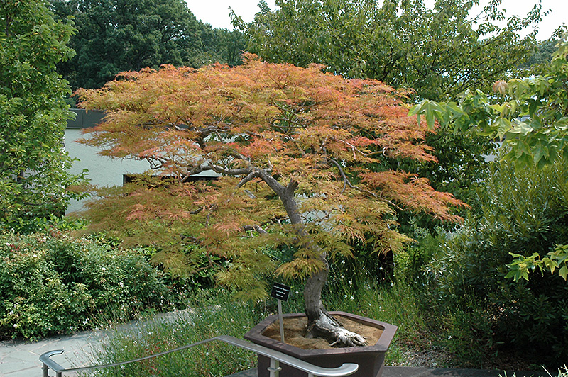 Baldsmith Japanese Maple (Acer palmatum 'Baldsmith') at Everett's Gardens
