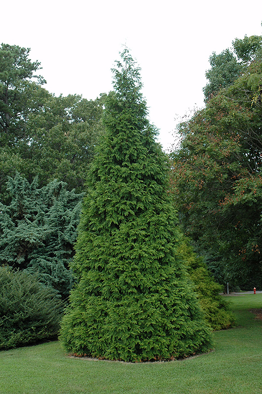 Green Giant Arborvitae (Thuja 'Green Giant') at Everett's Gardens