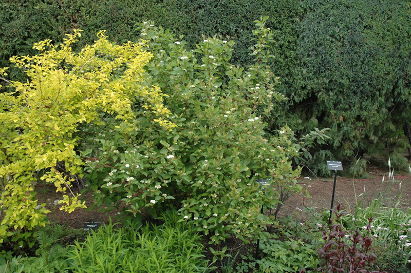 Red Osier Dogwood (Cornus sericea) at Everett's Gardens