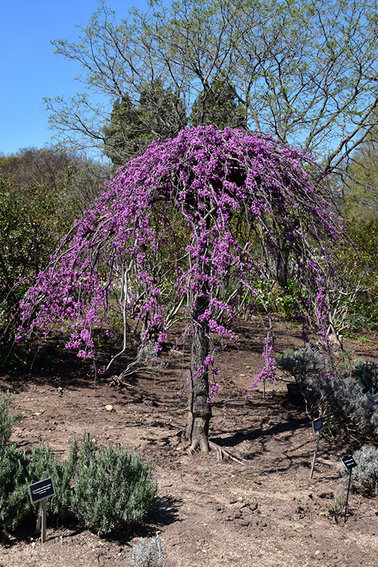 Lavender Twist Redbud (Cercis canadensis 'Covey') at Everett's Gardens