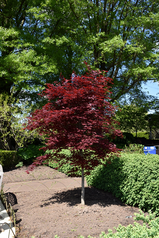Fireglow Japanese Maple (Acer palmatum 'Fireglow') at Everett's Gardens