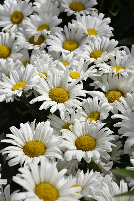 Daisy May Shasta Daisy (Leucanthemum x superbum 'Daisy Duke') at Everett's Gardens