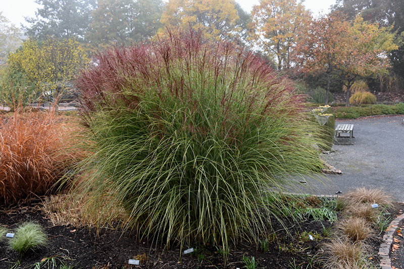 Morning Light Maiden Grass (Miscanthus sinensis 'Morning Light') at Everett's Gardens