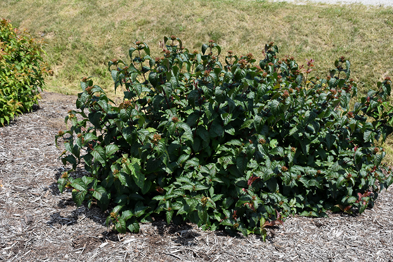 Kodiak Black Diervilla (Diervilla rivularis 'SMNDRSF') at Everett's Gardens