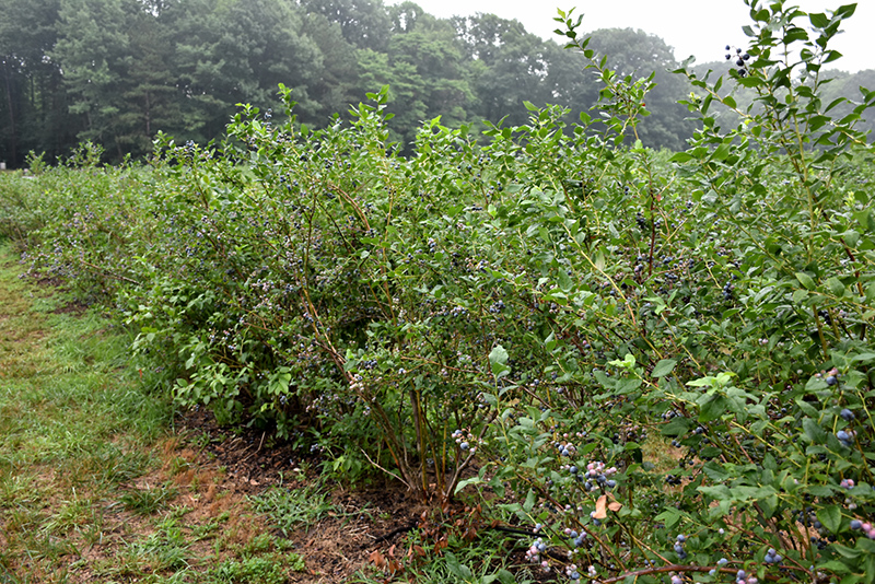 Bluecrop Blueberry (Vaccinium corymbosum 'Bluecrop') at Everett's Gardens