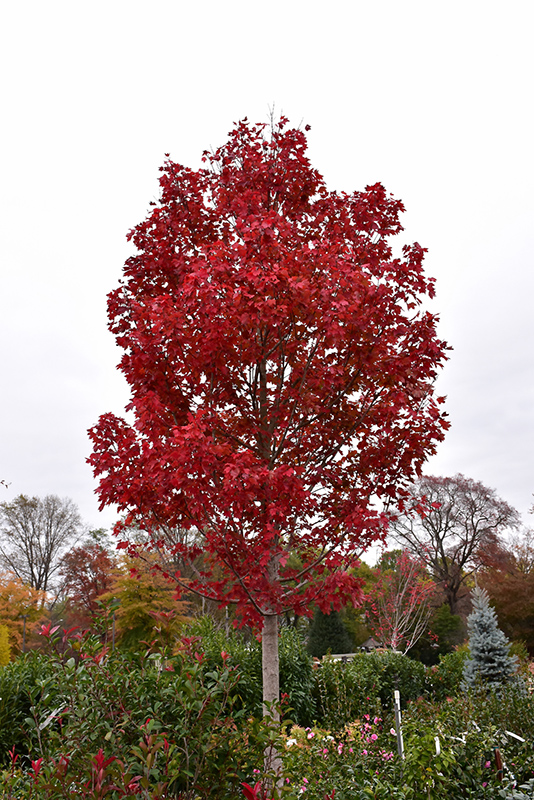 October Glory Red Maple (Acer rubrum 'October Glory') at Everett's Gardens