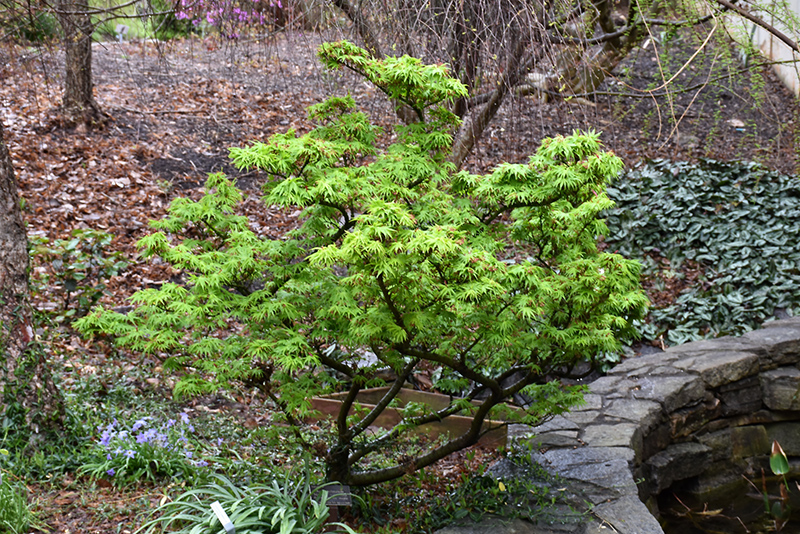 Mikawa Yatsubusa Japanese Maple (Acer palmatum 'Mikawa Yatsubusa') at Everett's Gardens
