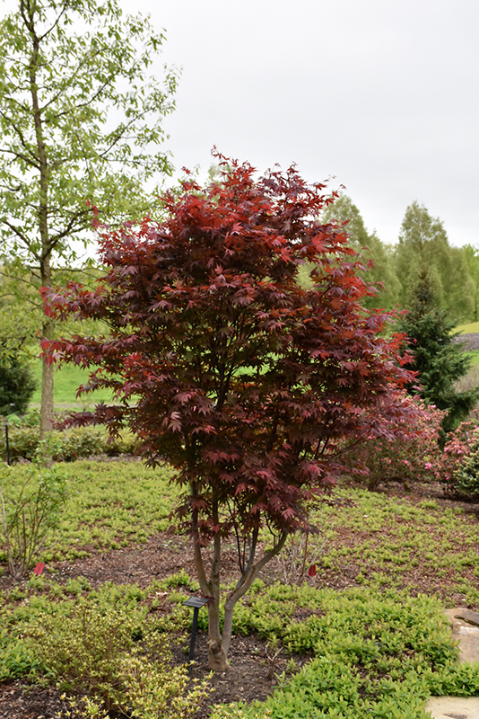 Emperor I Japanese Maple (Acer palmatum 'Wolff') at Everett's Gardens