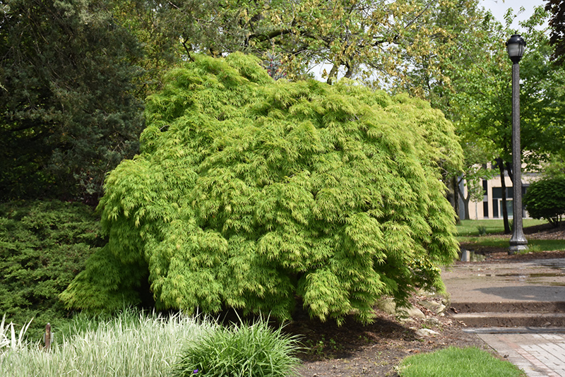 Cutleaf Japanese Maple (Acer palmatum 'Dissectum Viridis') at Everett's Gardens