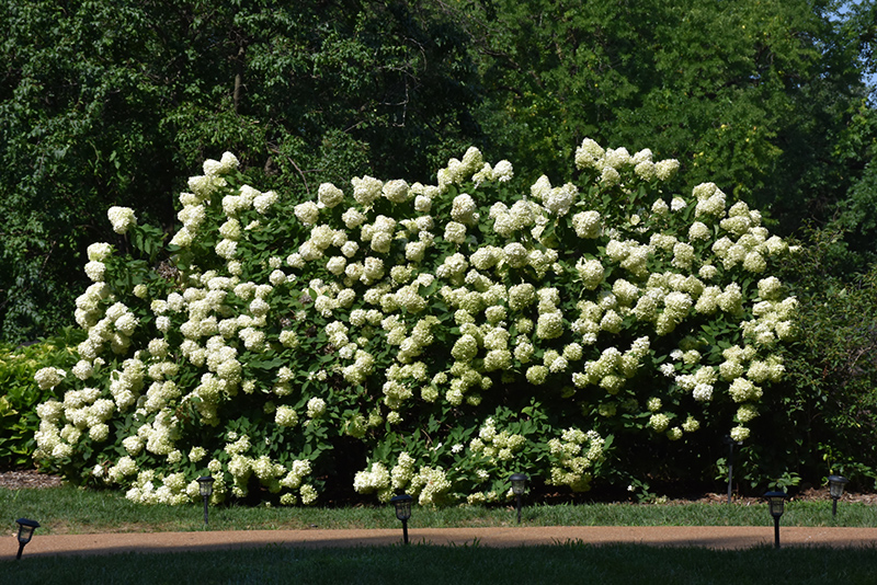Limelight Hydrangea (Hydrangea paniculata 'Limelight') at Everett's Gardens
