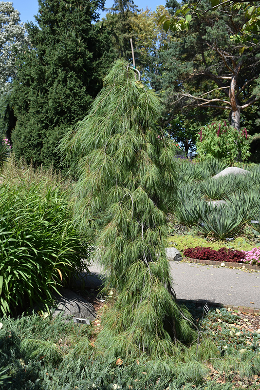Angel Falls Weeping White Pine (Pinus strobus 'Angel Falls') at Everett's Gardens