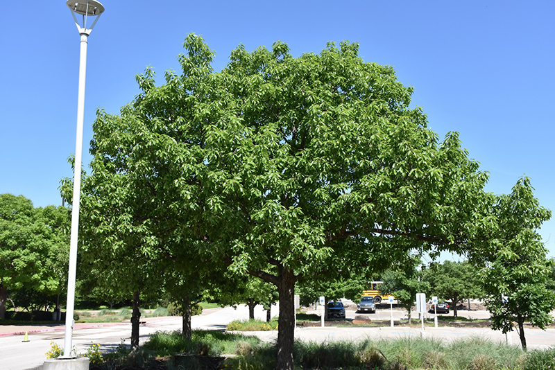 Chinkapin Oak (Quercus muehlenbergii) at Everett's Gardens