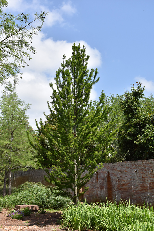 Peve Minaret Baldcypress (Taxodium distichum 'Peve Minaret') at Everett's Gardens