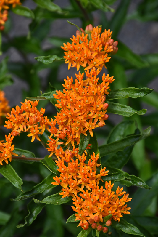 Butterfly Weed (Asclepias tuberosa) at Everett's Gardens
