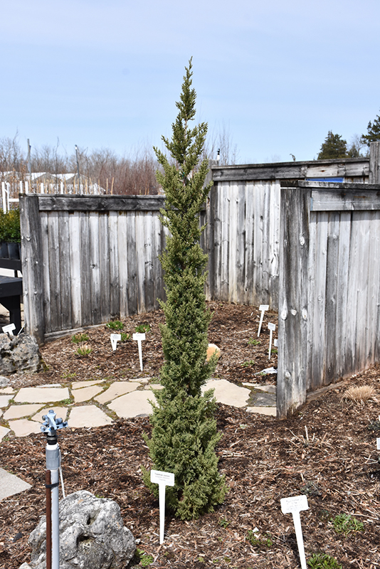 Trautman Juniper (Juniperus chinensis 'Trautman') at Everett's Gardens