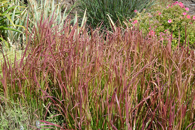 Red Baron Japanese Blood Grass (Imperata cylindrica 'Red Baron') at Everett's Gardens